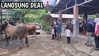 Update Stok Sapi Jumbo 1 Ton Up ❗Ketemu Pembeli Borong Sapi Tanpa Nego