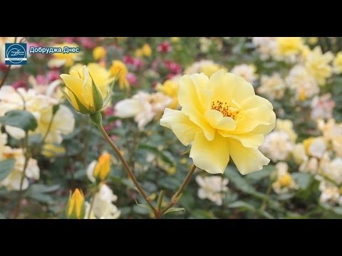 Видео: Съвети за разглеждане на парада на розите в Пасадена