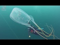 Кубомедуза морская оса | Box Jellyfish Sea Wasp at 'Khram Wreck' | Diving Pattaya, Thailand