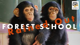 Chimp Forest School RAINED OUT by Apes Like Us 32,672 views 3 years ago 3 minutes, 47 seconds