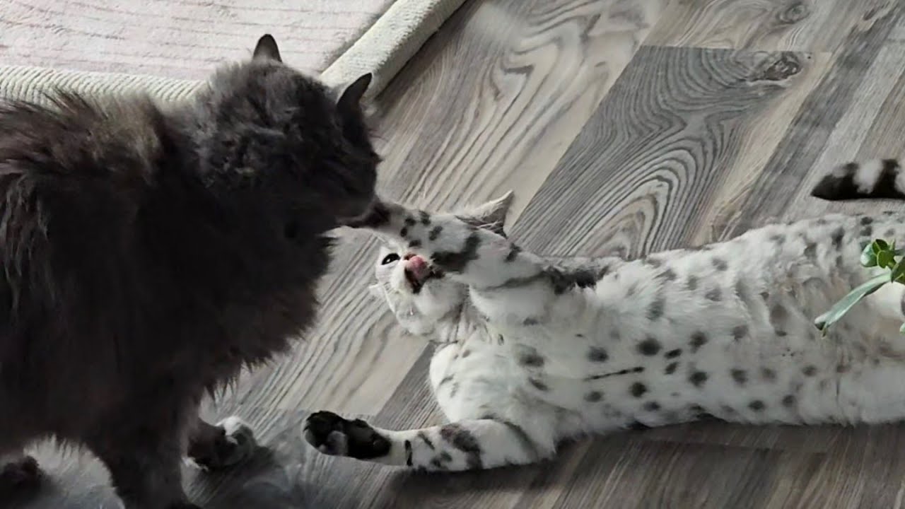 Meine Katze wollte auch geschminkt werden!