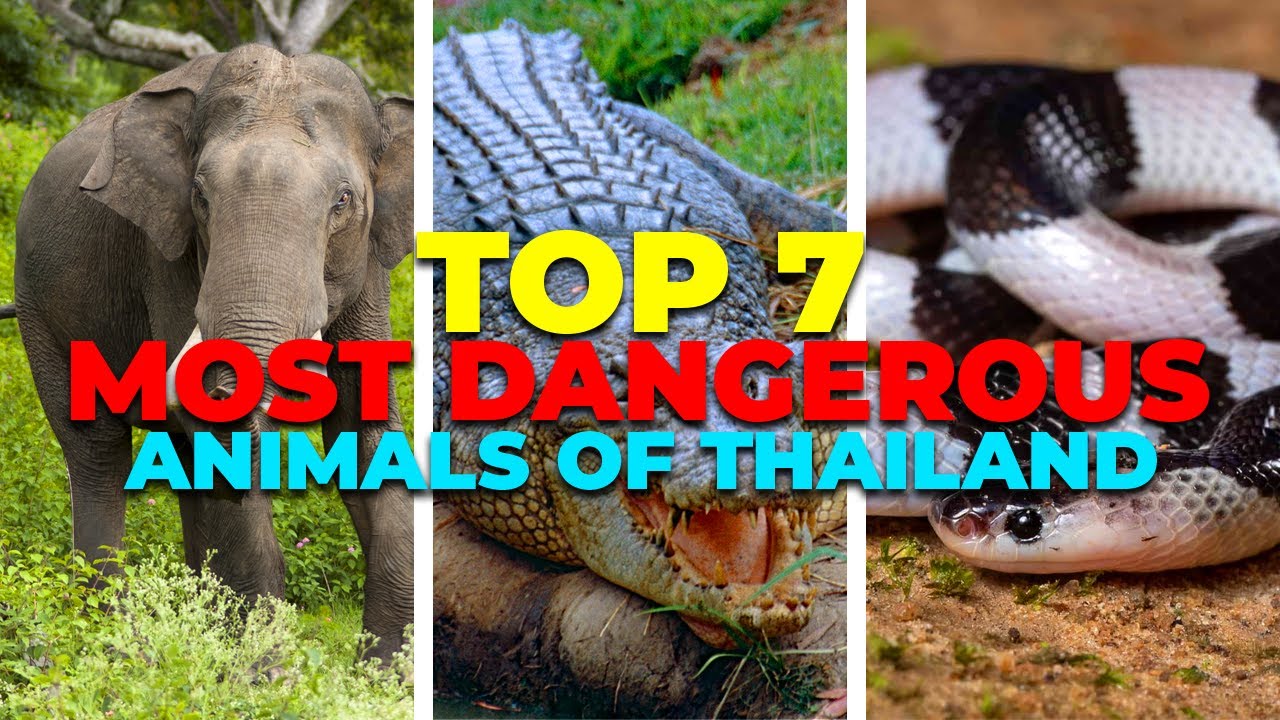 Top 7 Most Dangerous Animals Of Thailand - YouTube
