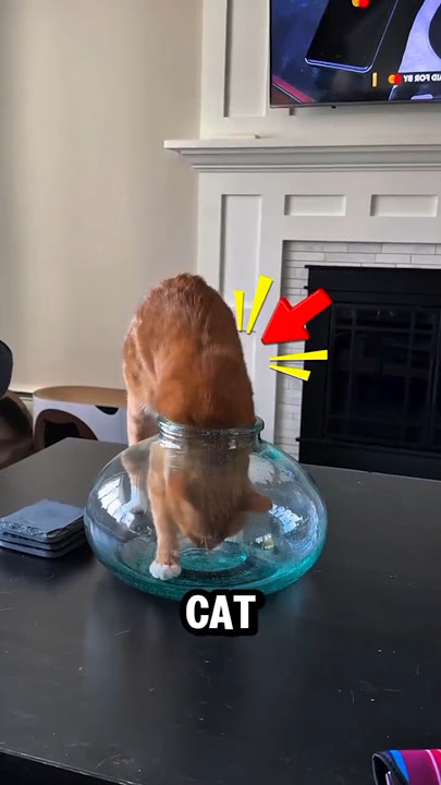 “Mission Impossible: Cat Gets Into The Bowl!” #shorts #bulun #cute