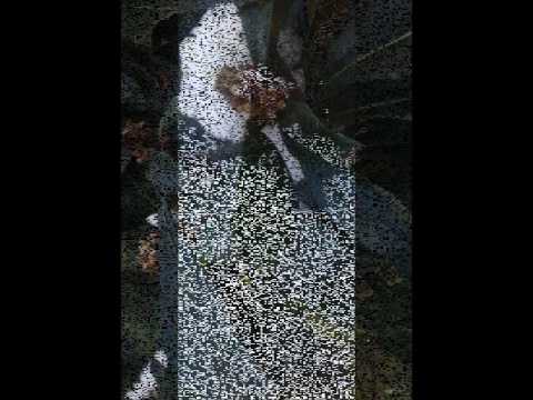 შემოდგომაზე მოყვავილე      მცენარეები