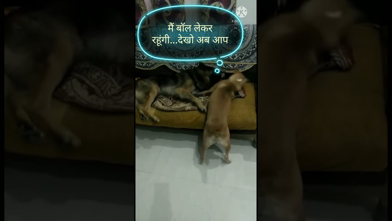 Most funny dog video//funny dogs🐕