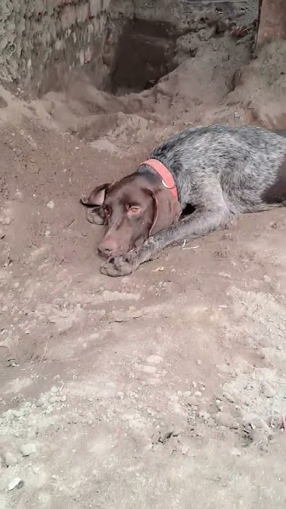 Jarman Pointer 9815175268 - YouTube