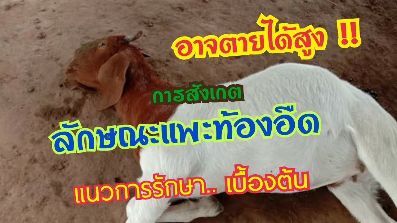 การสังเกต ลักษณะแพะท้องอืดและการรักษา...(เบื้องต้น) ลดการสูญเสียหรือตาย !!  by ชีลองฟาร์ม