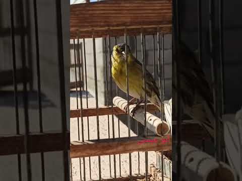 صوط النعار في غزة ابو عيسى