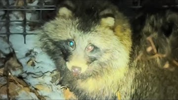 A Pregnant Raccoon Dog Walked Into a Farm Seeking Help — And Humans Saved Her Life