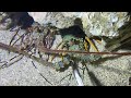 Diving under the sea to catch eels, crabs and sea cucumbers | Part 151