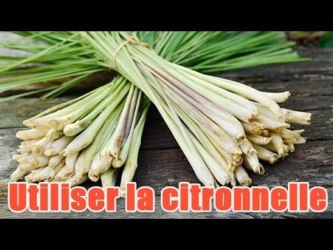 Vidéo: Comment Faire Un Citronnelle