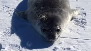 Seal says “wa”