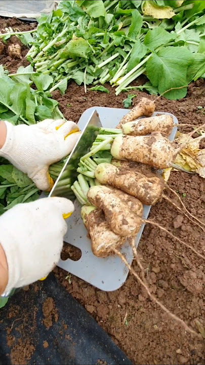 The name of this vegetable is bachelor radish