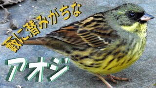 雀によく似たアオジのオスとメス　　　#aoji#アオジ#野鳥#小鳥