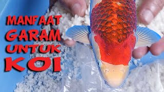 SALT for Koi | Logic, Benefits, and How to Use | Koi Pond Tutorial (35)