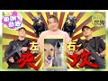 【on.cc東網】動物世界：哈士奇搭車狂吠　金毛犬慘遭夾攻