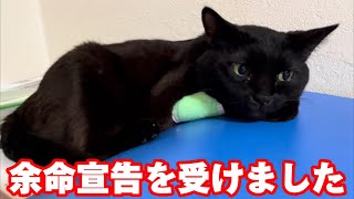 【緊急動画】我が家のボス猫が余命宣告を受けました