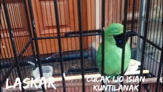 Cucak ijo isian kuntilanak (LASKAR)