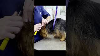 Australian Terrier Handstrip #dog #grooming #australianterrier #terrier #handstrip