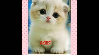 Burçlara Göre Kedi̇ler