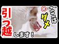 【7つ子子猫物語】ちび猫ラグドールの子猫達がまた引っ越してしまいました... #猫 #ラグドール #子猫