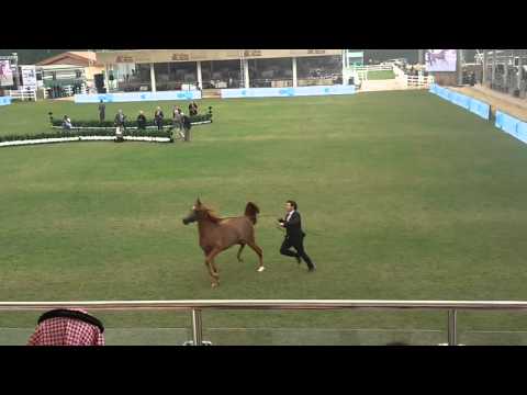 جمال الخيل 2016 مزرعة الخالديه