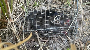 Bẩy Chuột Cống Nhum Trộn Bài Mòi Nầy Đặt Dính Thấy Ham Quá Hốt Trọn Ổ Chuột Cống