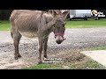 33-Year-Old Blind Pony Gets A Seeing-Eye Donkey | The Dodo