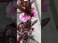 🍑✨ Magical Pink PEACH Blossoms 🌸💕 #shorts #gardening #spring #flowers #homestead