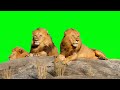 animal green screen video https download now copyright  #1m1m #greenscreen #green Mp3 Song