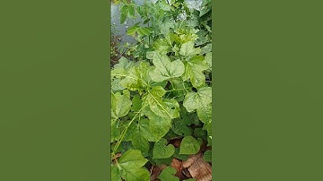 Cây lạc tiên hay Cây nhãn lòng #kienthucboich #caythuocquy #cayrausach #caythaoduoc