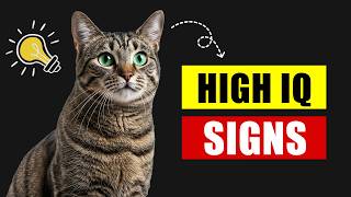 Is Your Cat a GENIUS 15 Signs They're Smarter Than Average