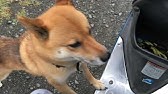 マムシに噛まれた柴犬ラッキー The Name Of A Dog Bitten By A Poisonous Snake Is Lucky Youtube