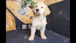 Chó Gâu Đần (Golden Retriever) vàng nhạt | Chomeocanh.com