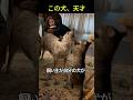 この犬、天才! #shorts