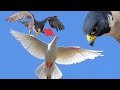 Сокол Сапсан и Голуби. Falcon Peregrine and Pigeons