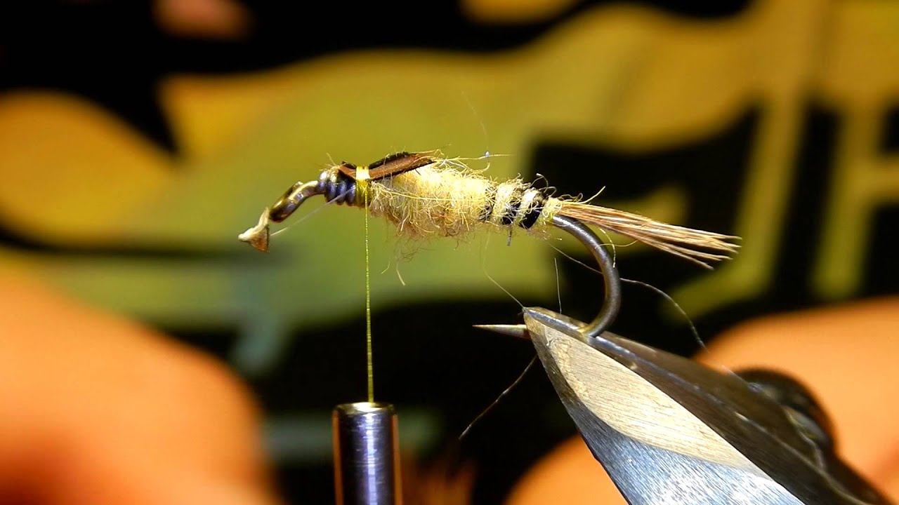 nymphe de mouche de mai