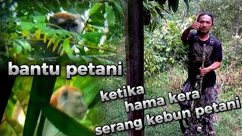 BRUTAL‼️TEMBAK KEPALA MONYET PERUSAK KEBUN WARGA // BERBURU KERA LIAR