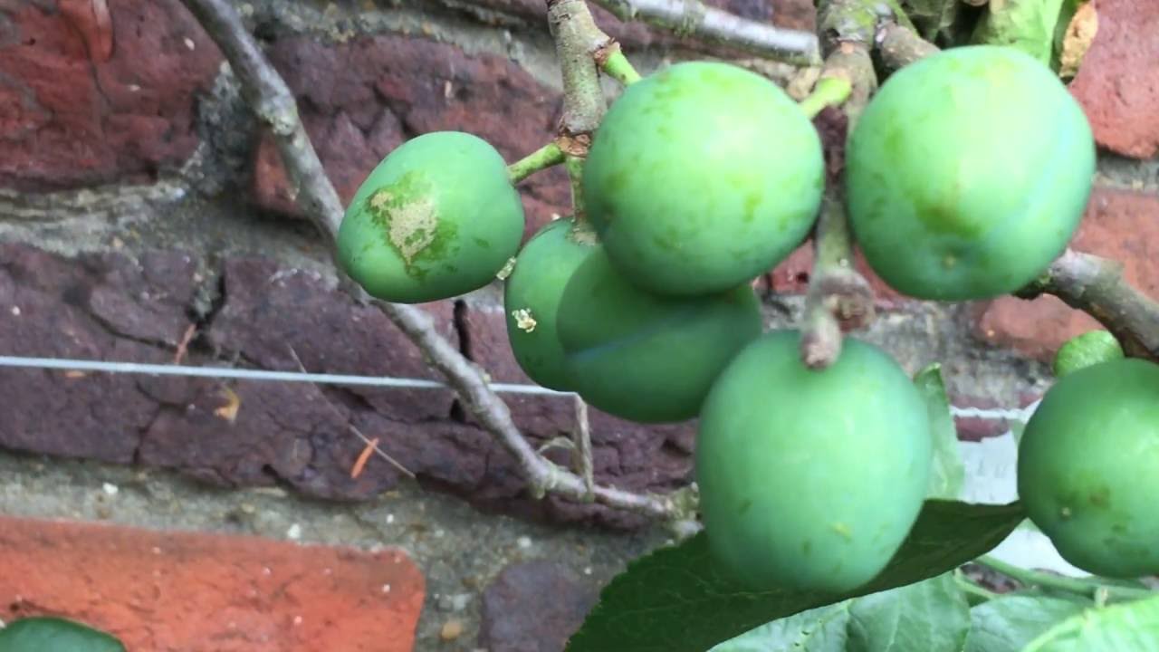 Orleans Plums Growing In Garden 