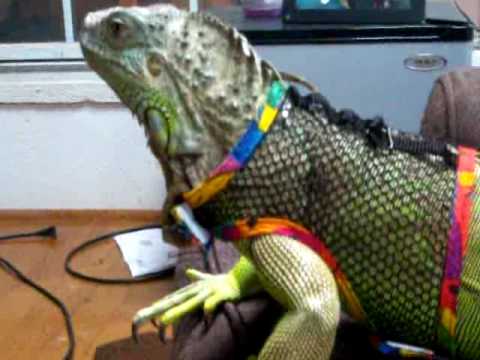 Iguana with a harness