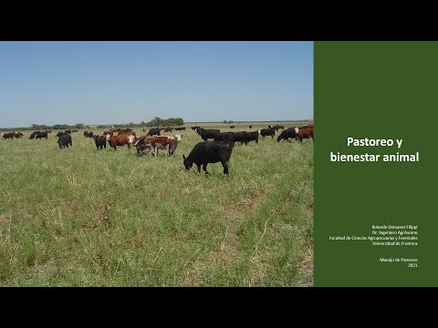 Vídeo: El Pastoreo De Ganado Está Expuesto A Cianobacterias Terrestres