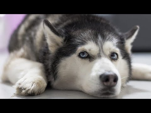 Video: Cum Arată Un Husky