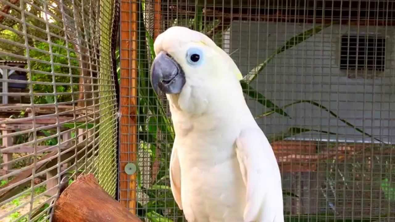 Nogales named a 'superhighway' for trafficked wildlife