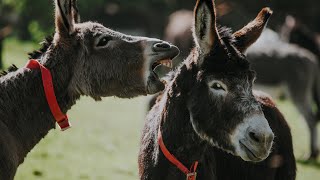 Answers to common donkey behaviour problems | The Donkey Sanctuary Webinars