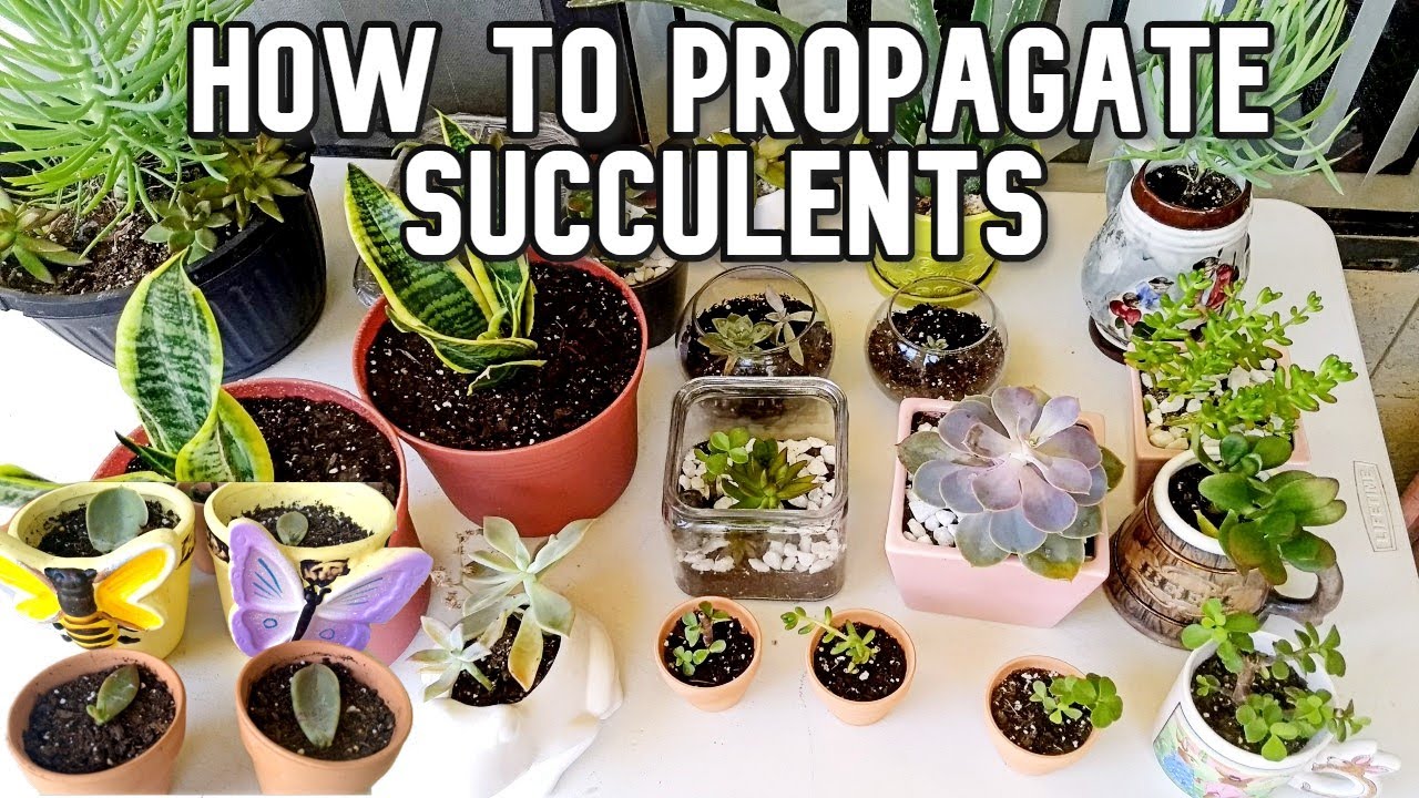 How to propagate Succulents (Part 2) #succulents - YouTube