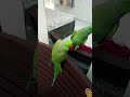 parrot talking 🦜 l Green parrot #shortsfeed #shortvideo #shorts #parrot #parrottalking #birds
