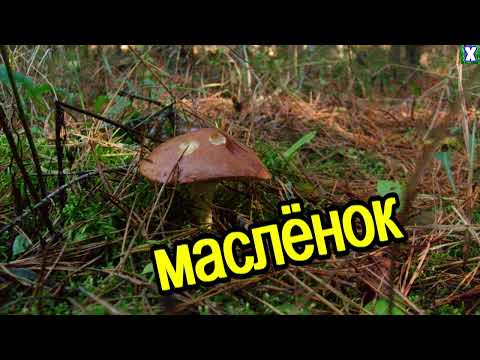 грибы в конце октября, в начале ноября 2022!!
