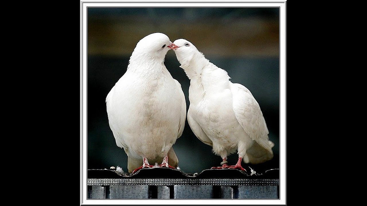 "Голуби целуются на крыше" популярная дворовая песня 60 х-80 х - YouTube