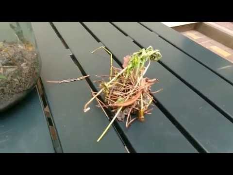 Video: Kāpēc cecropia koki neaug un neplaukst?