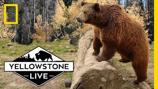 Grizzly Bears in Yellowstone, LIVE! | Yellowstone Live